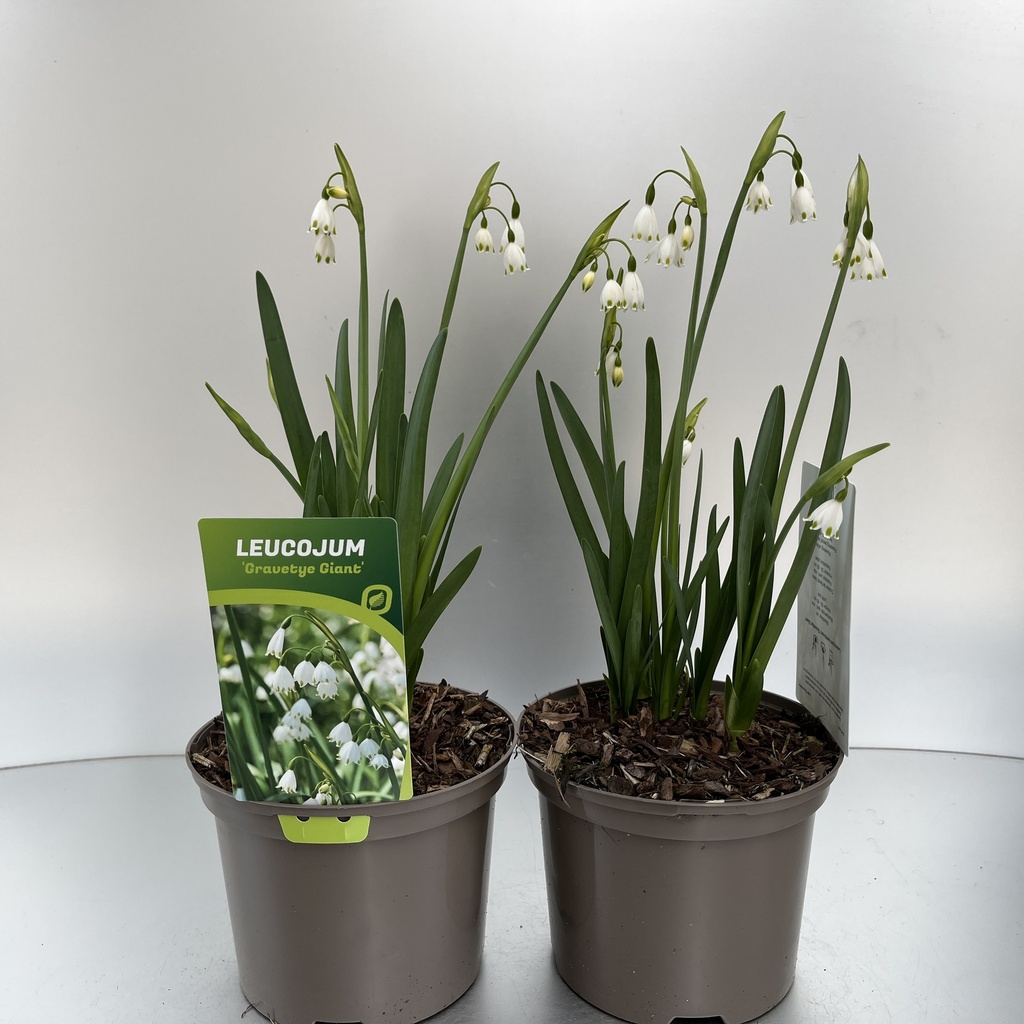 [LEUGGIAN-C2] Leucojum aestivum 'Gravetye Giant'