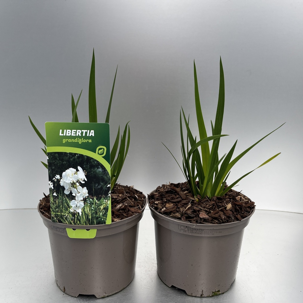 [LIBGRAND-C2] Libertia grandiflora