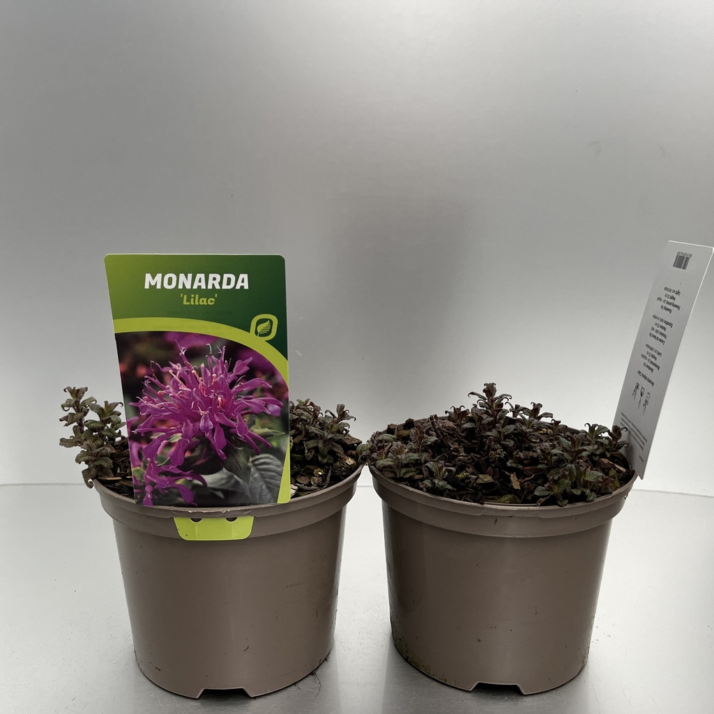 [MONBLILA-C2] Monarda didyma 'Balmy Lilac'