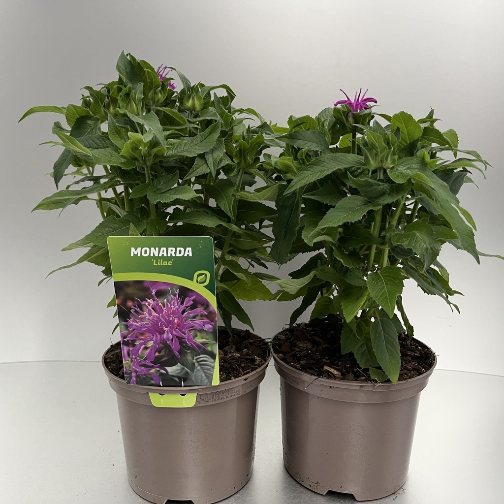 [MONBLILA-C2] Monarda didyma 'Balmy Lilac'