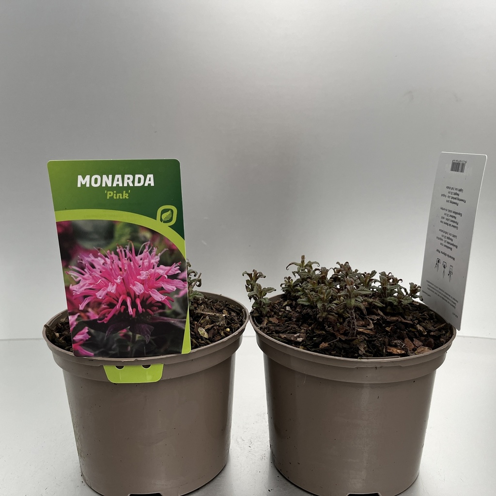 [MONBPINK-C2] Monarda didyma 'Balmy Pink'