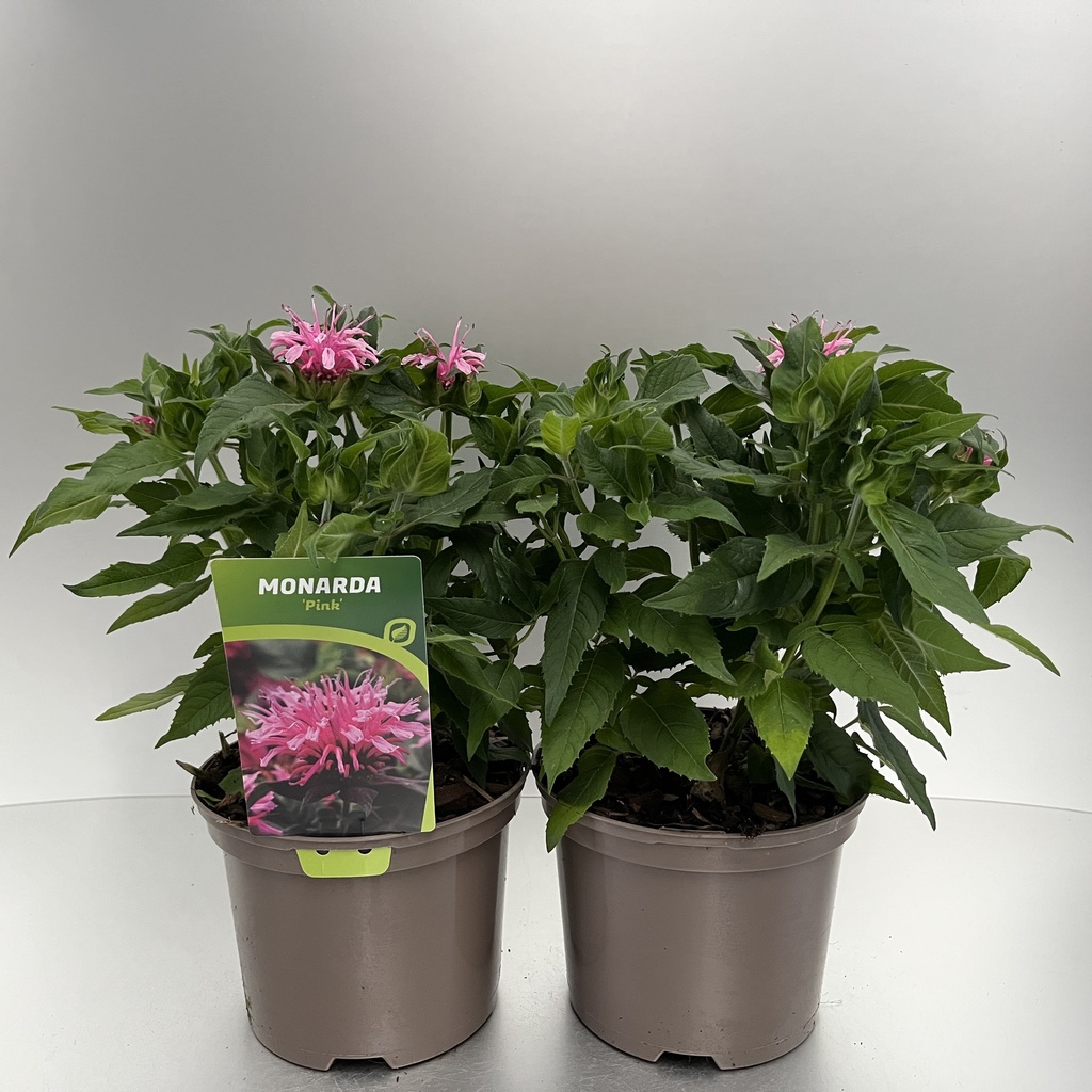 [MONBPINK-C2] Monarda didyma 'Balmy Pink'