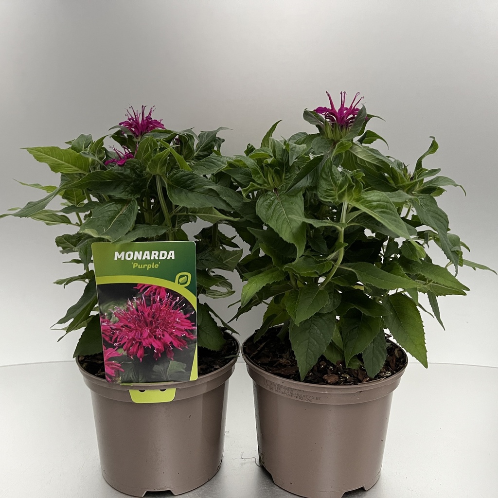 [MONBPURP-C2] Monarda didyma 'Balmy Purple'