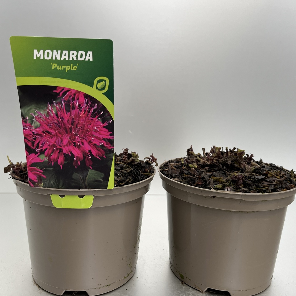 [MONBPURP-C2] Monarda didyma 'Balmy Purple'