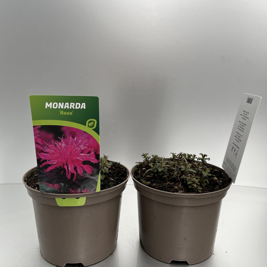 [MONBROSE-C2] Monarda didyma 'Balmy Rose'