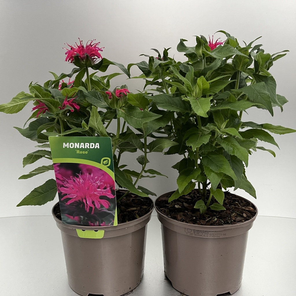 [MONBROSE-C2] Monarda didyma 'Balmy Rose'