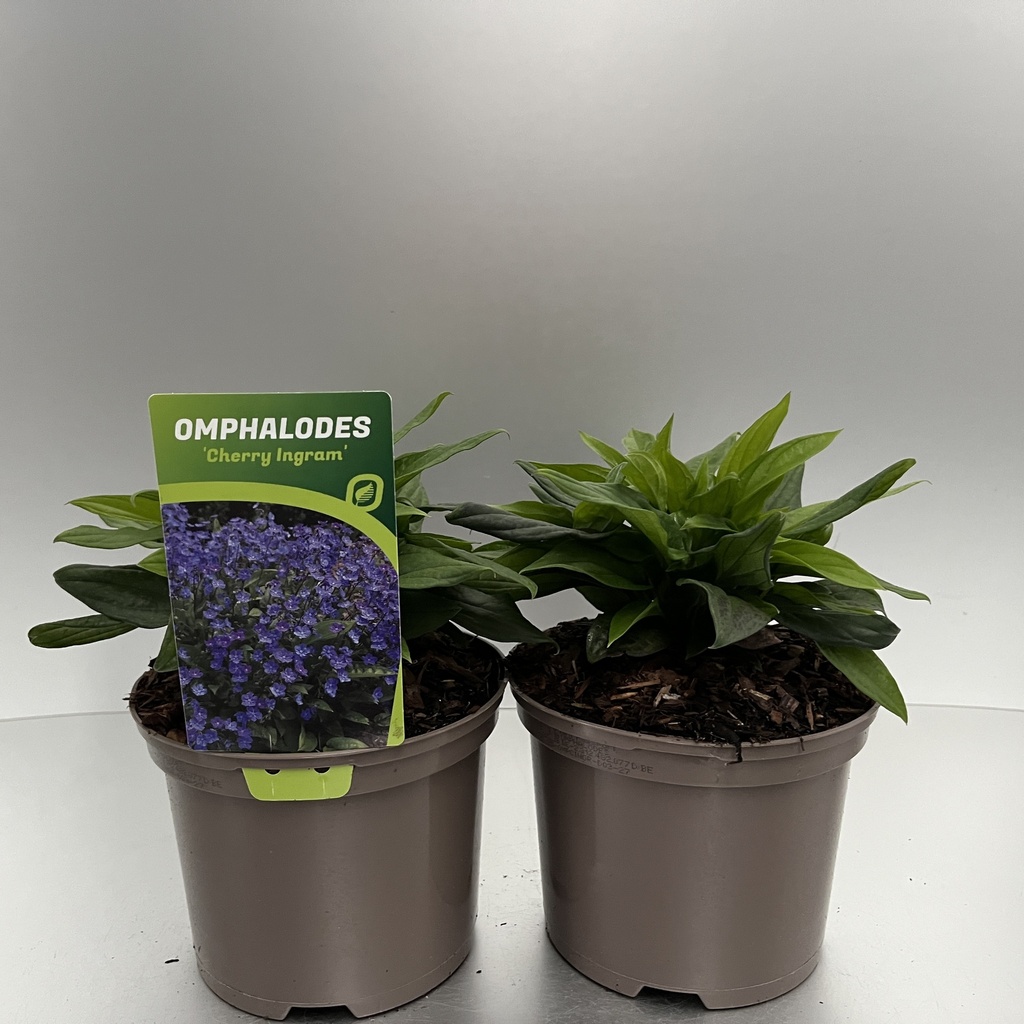 [OMPCINGR-C2] Omphalodes 'Cherry Ingram'