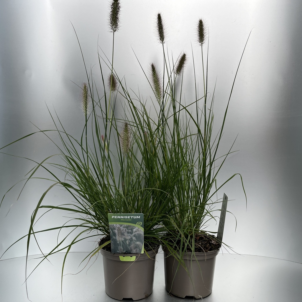 [PENHAMEL-C2] Pennisetum alop. 'Hameln'