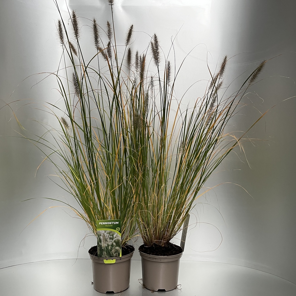 [PENHAMEL-C2] Pennisetum alop. 'Hameln'