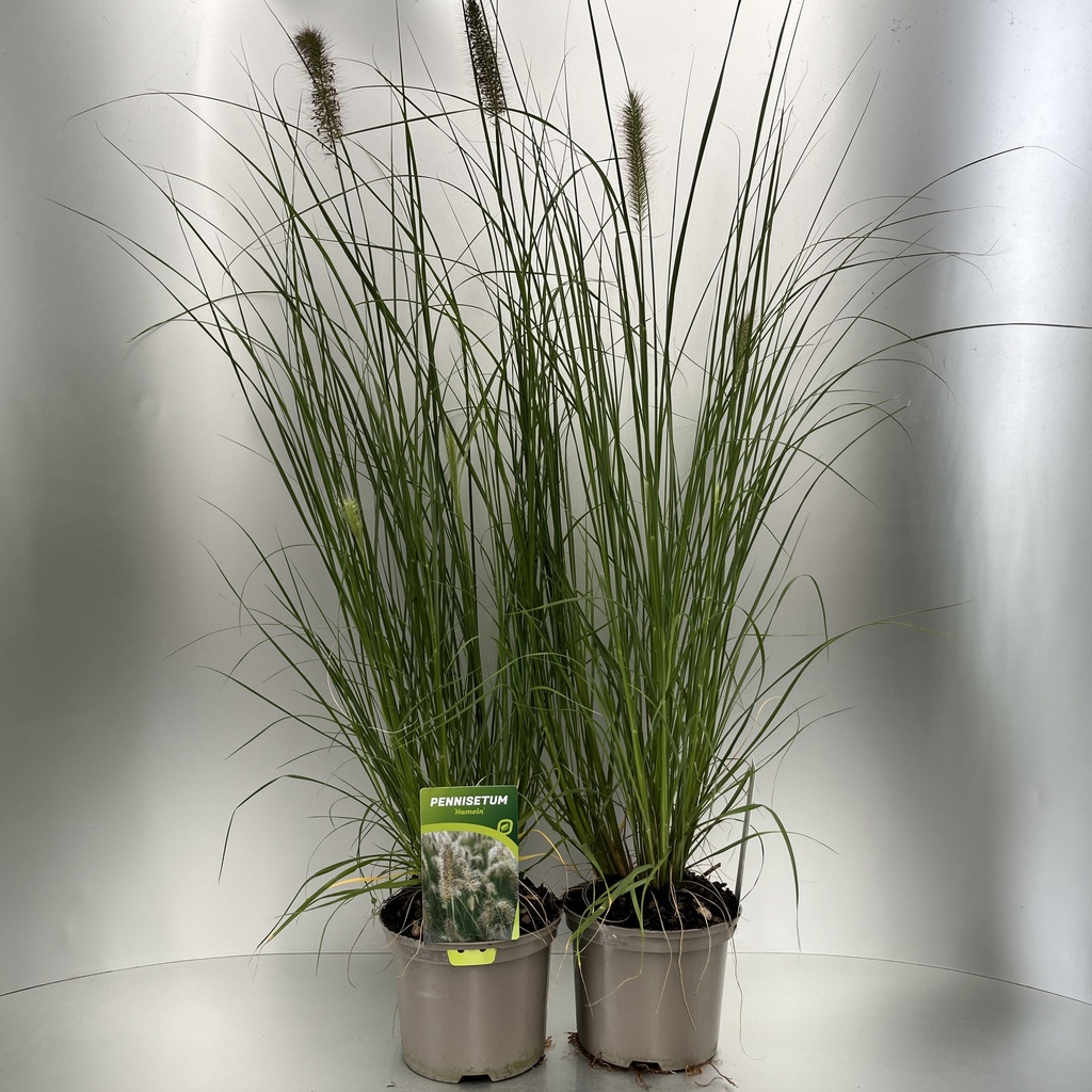 [PENHAMEL-C2] Pennisetum alop. 'Hameln'
