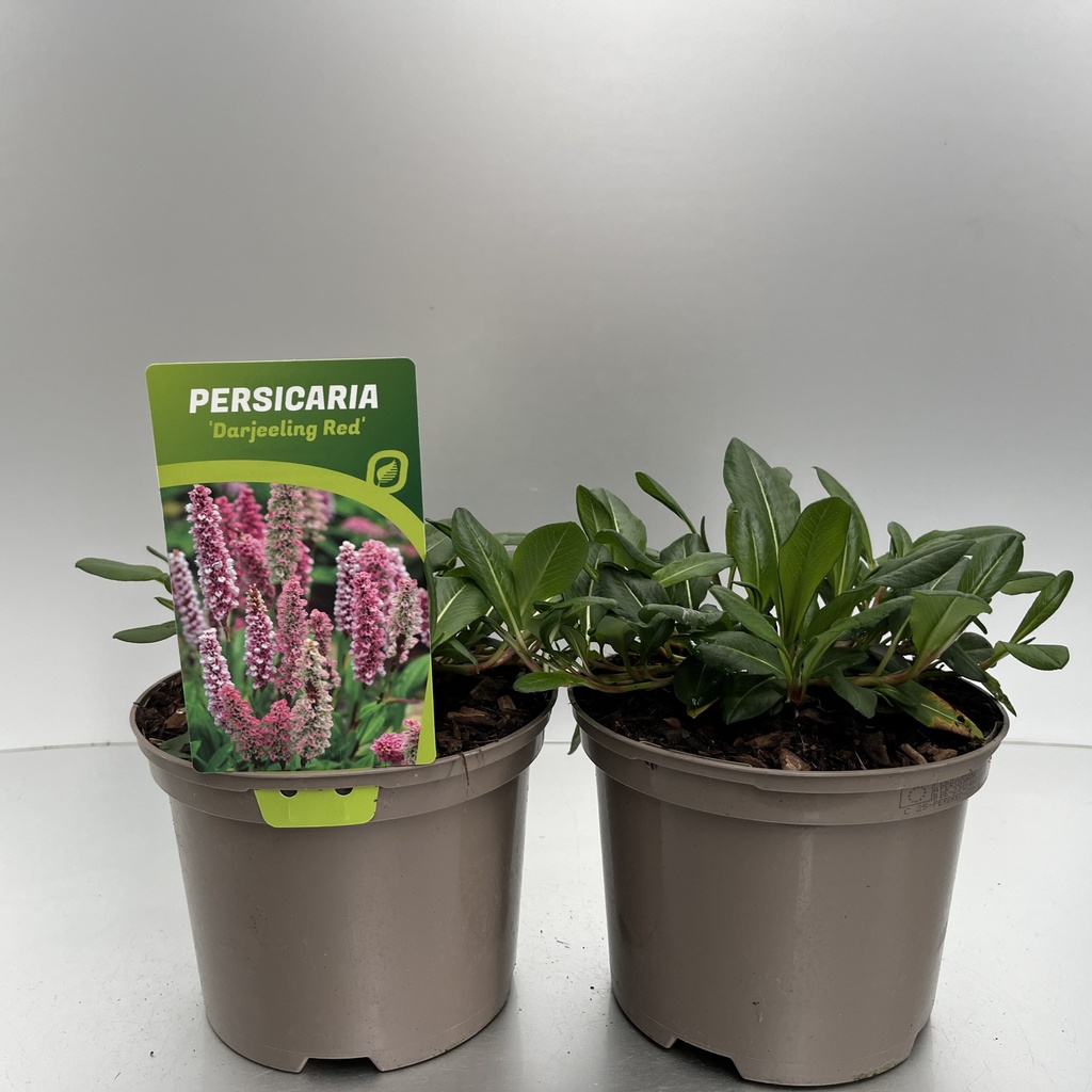[PERDRED-C2] Persicaria affinis 'Darjeeling Red'