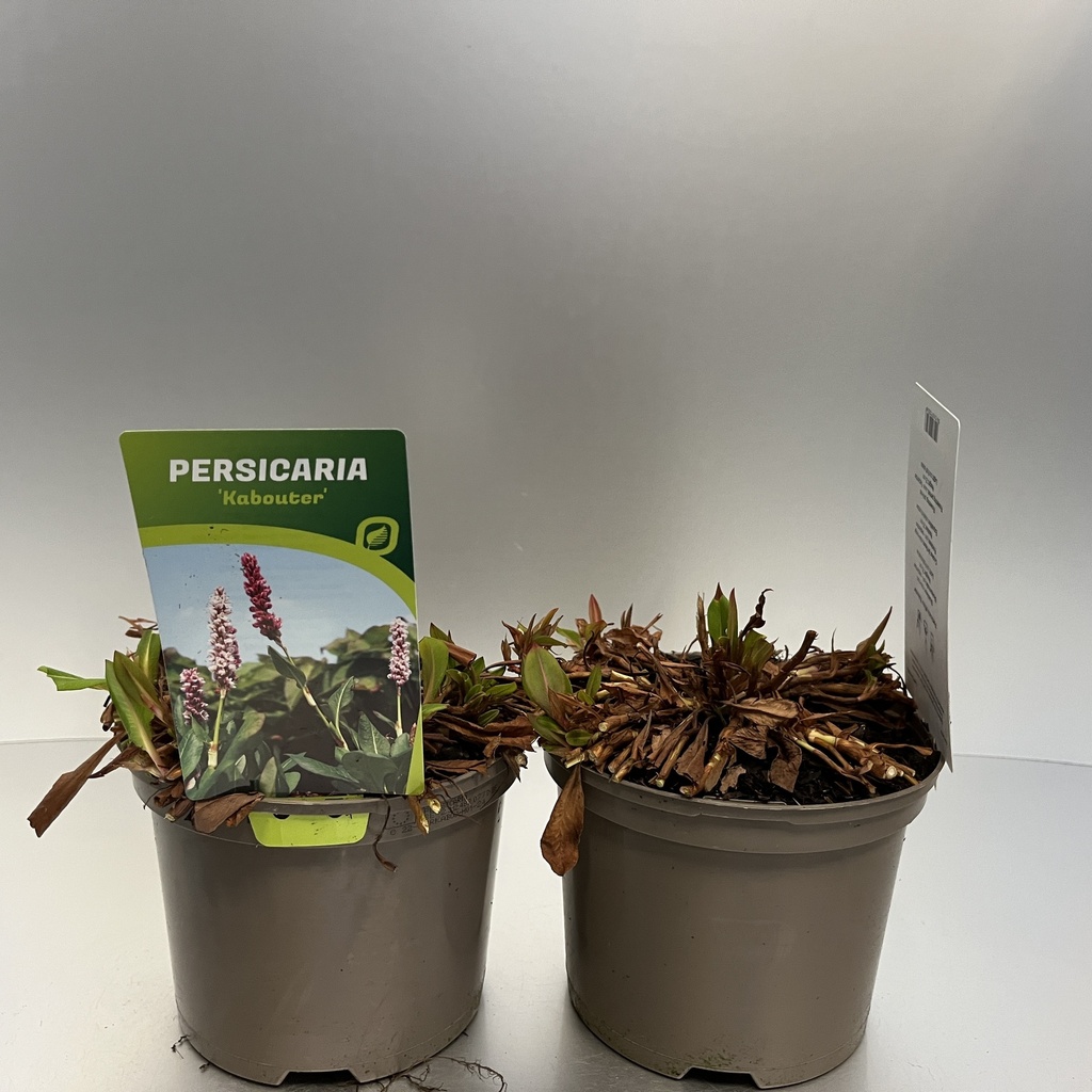 [PERKABOU-C2] Persicaria affinis 'Kabouter'