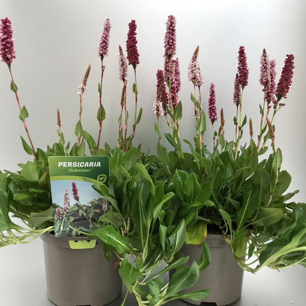 [PERKABOU-C2] Persicaria affinis 'Kabouter'