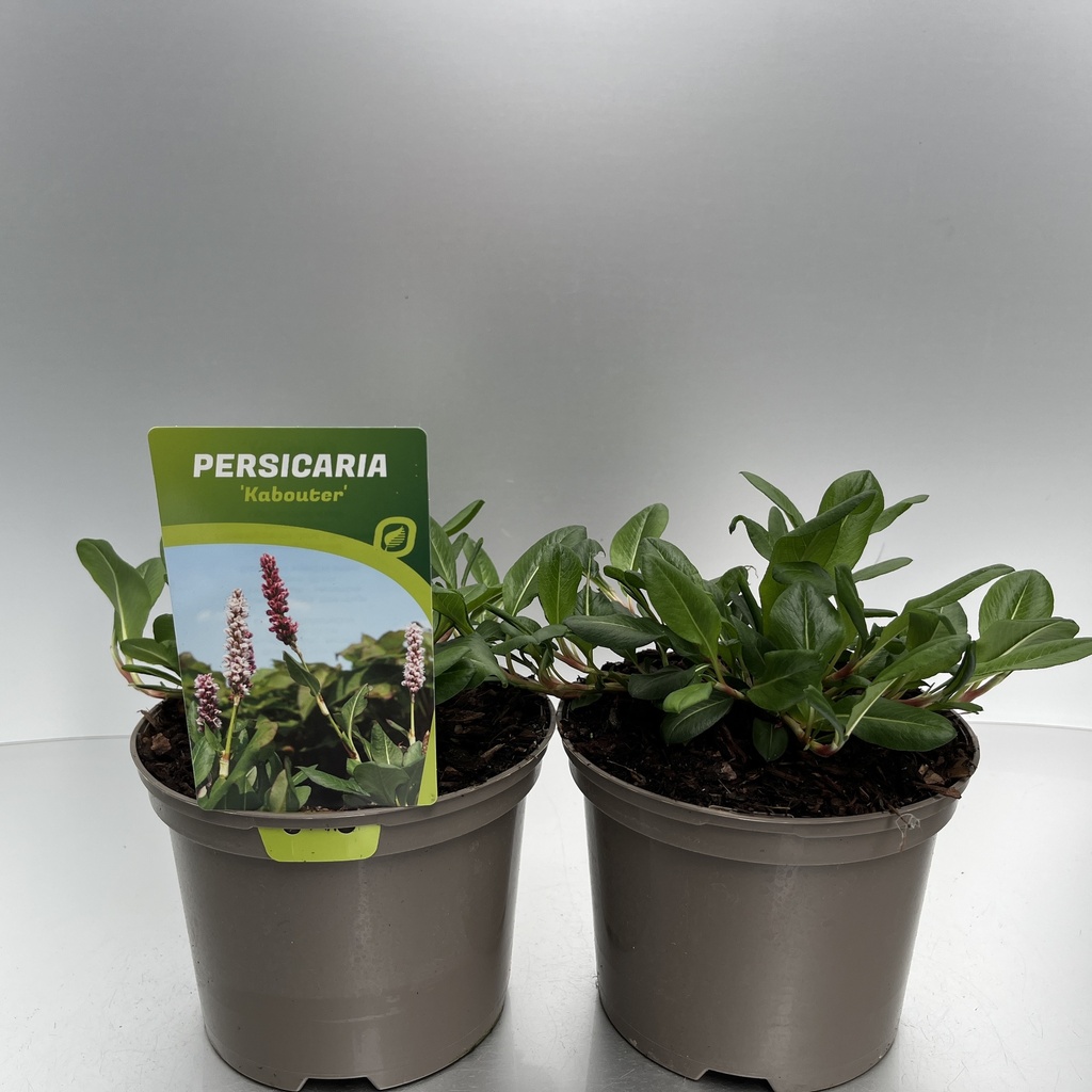 [PERKABOU-C2] Persicaria affinis 'Kabouter'