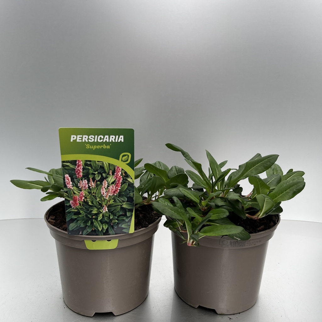 [PERSUPER-C2] Persicaria affinis 'Superba'