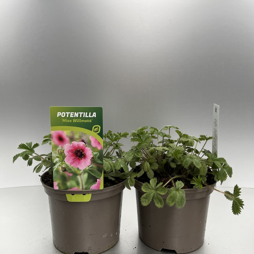 [POTMWILL-C2] Potentilla nepalensis 'Miss Willmott'