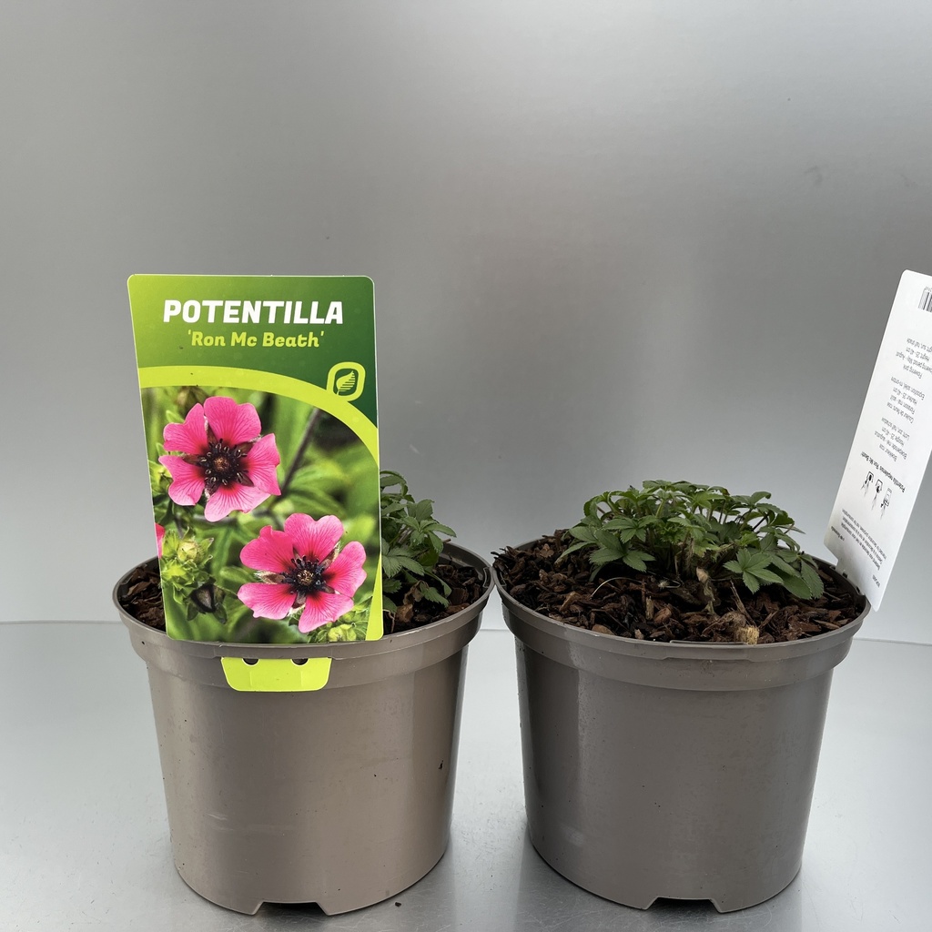 [POTRMBEA-C2] Potentilla nepalensis 'Ron Mc Beath'