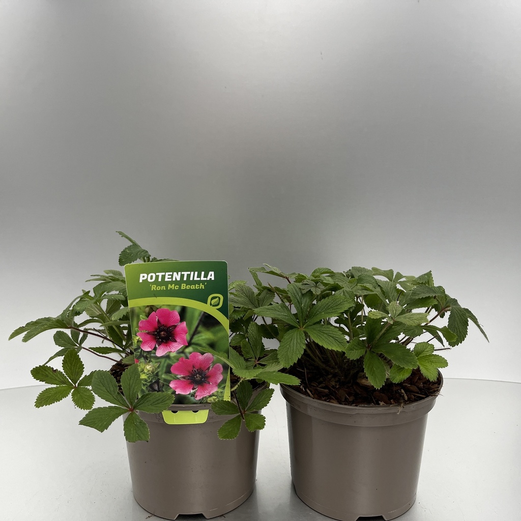 [POTRMBEA-C2] Potentilla nepalensis 'Ron Mc Beath'