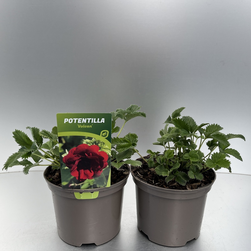 [POTVOLCA-C2] Potentilla hybr. 'Volcan'