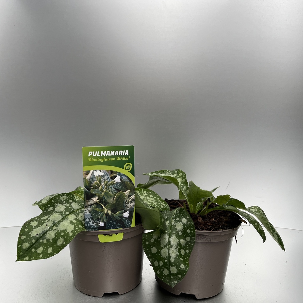 [PULSWHIT-C2] Pulmonaria 'Sissinghurst White'