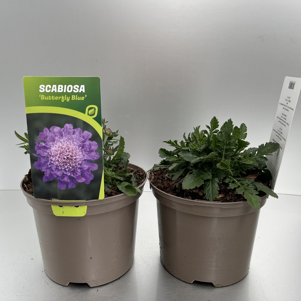 [SCABBLUE-C2] Scabiosa colum. 'Butterfly Blue'