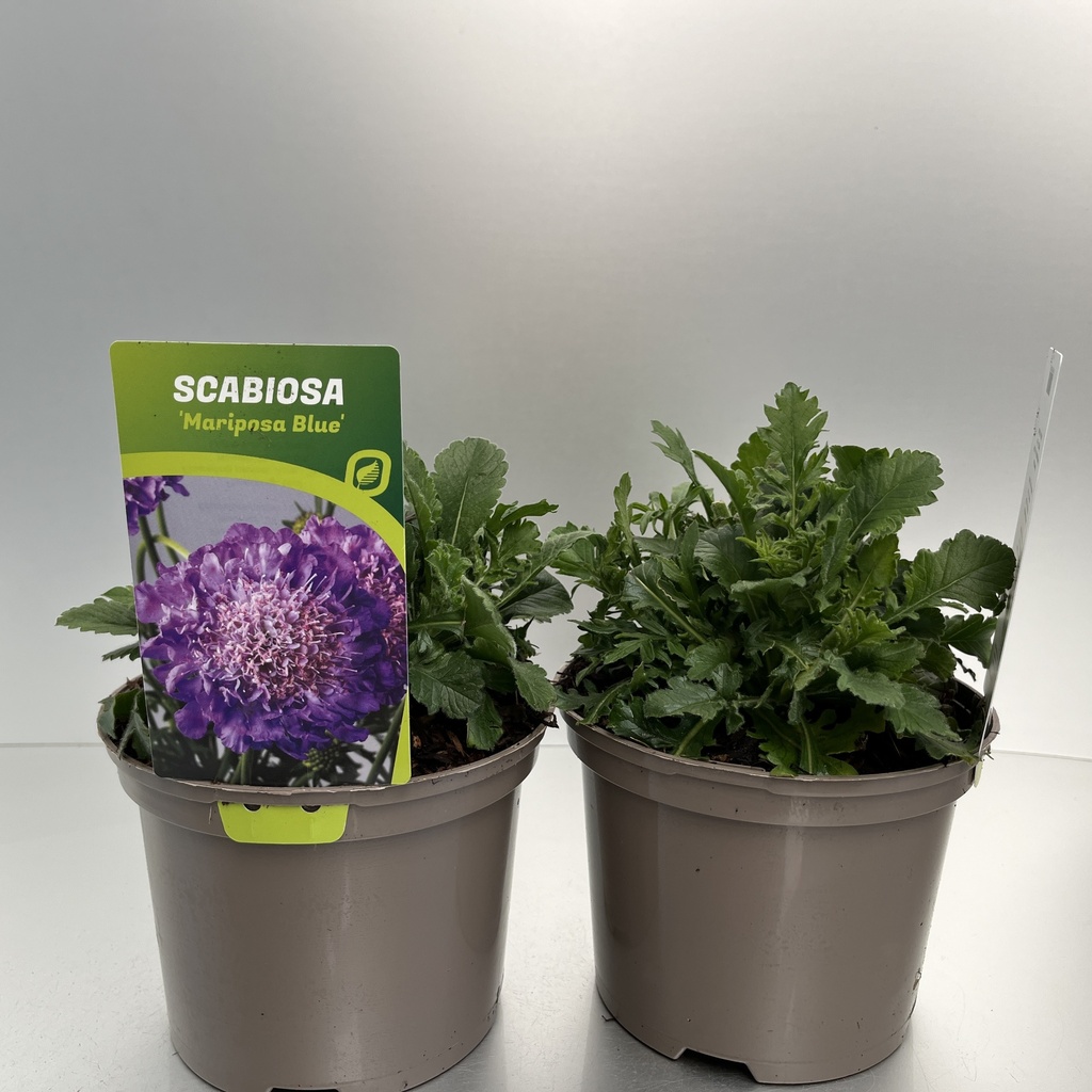 [SCAMBLUE-C2] Scabiosa colum. 'Mariposa Blue'