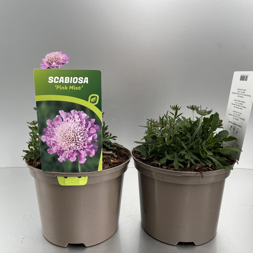 [SCAPMIST-C2] Scabiosa colum. 'Pink Mist'