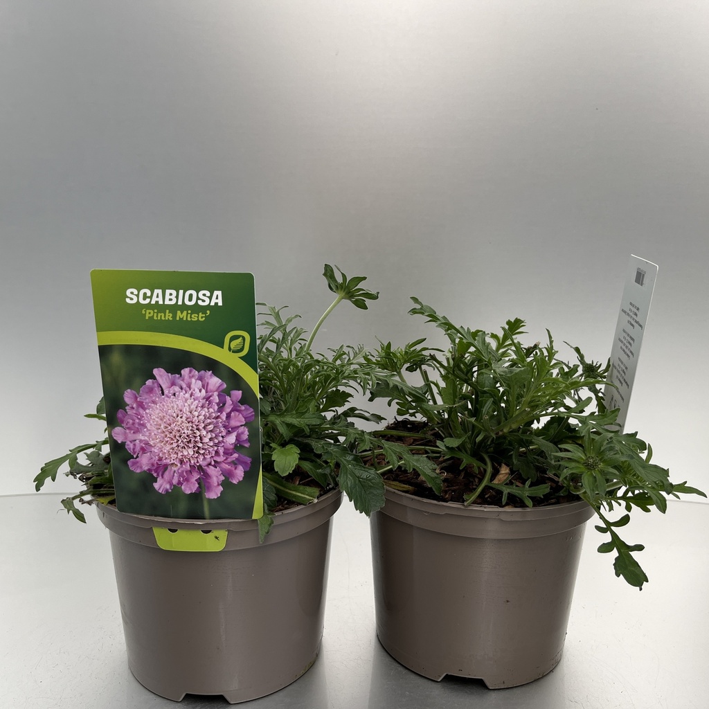 [SCAPMIST-C2] Scabiosa colum. 'Pink Mist'