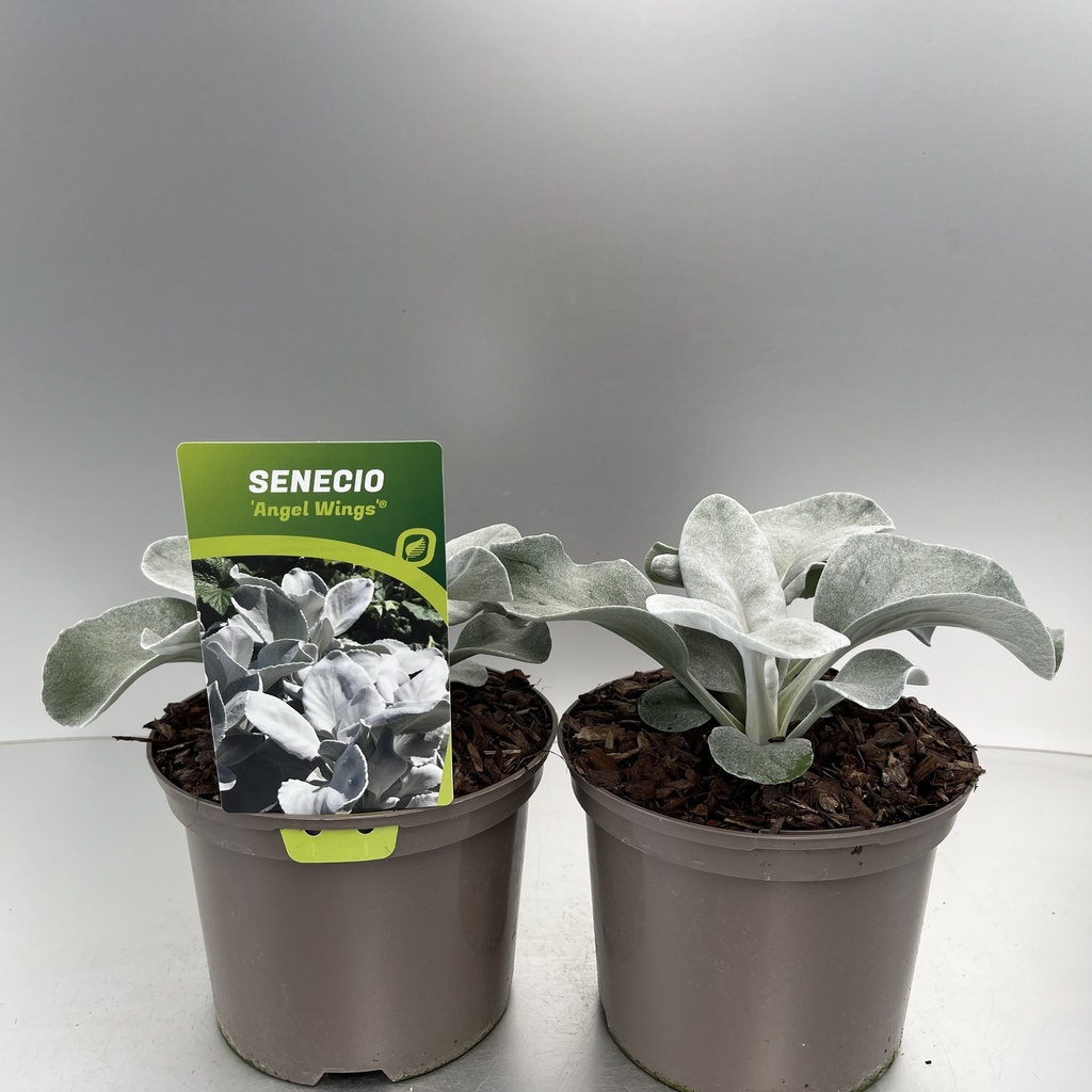 [SENAWING-C2] Senecio 'Angel Wings'®
