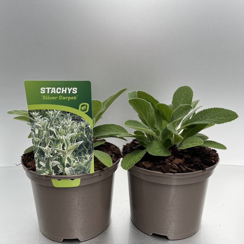 [STASCARP-C2] Stachys byzantina 'Silver Carpet'