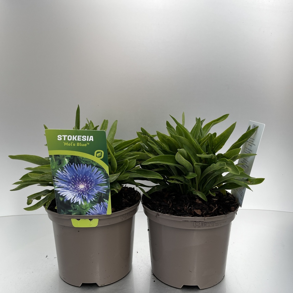 [STOMBLUE-C2] Stokesia 'Mel's Blue'®