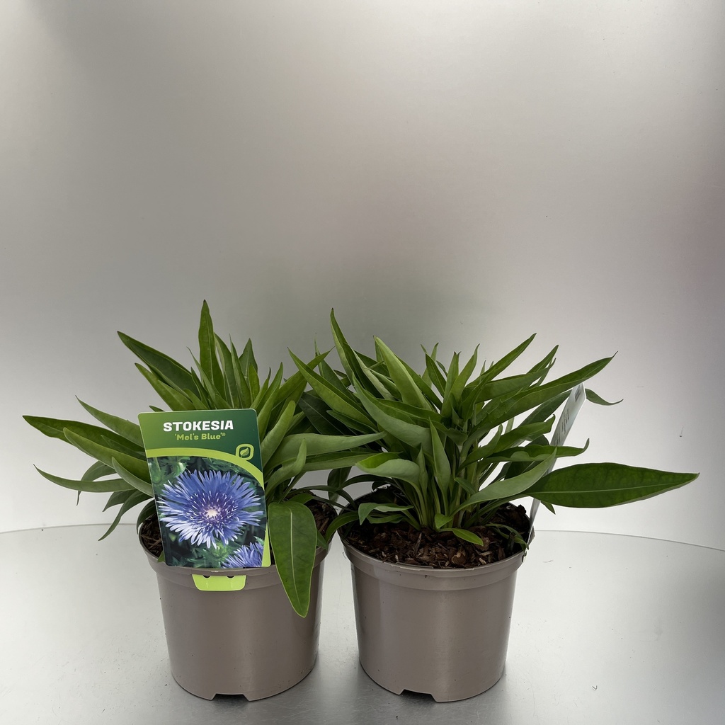 [STOMBLUE-C2] Stokesia 'Mel's Blue'®