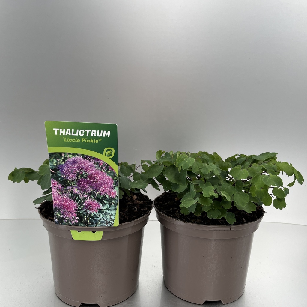 [THALPINK-C2] Thalictrum 'Little Pinkie'®