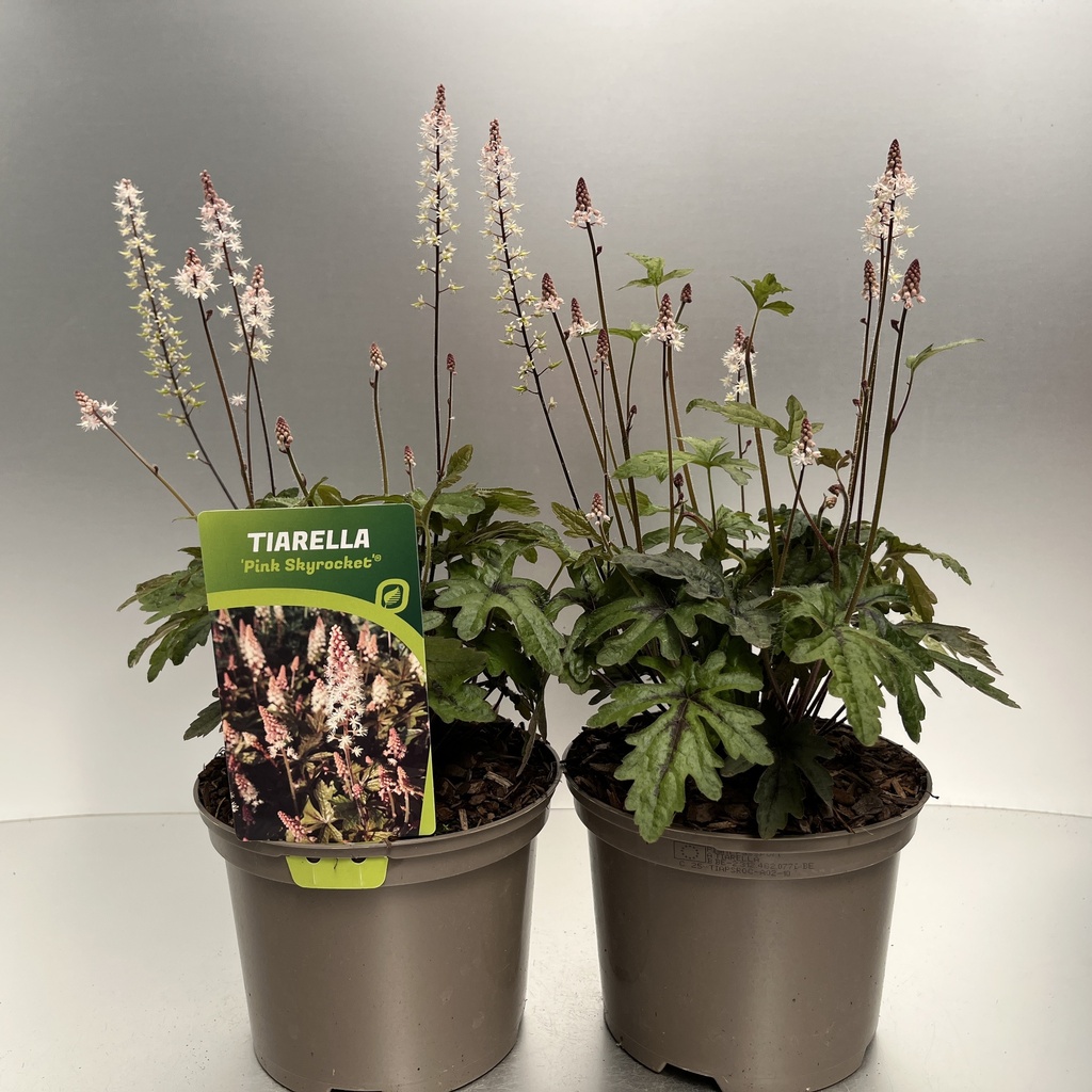 [TIAPSROC-C2] Tiarella 'Pink Skyrocket'®