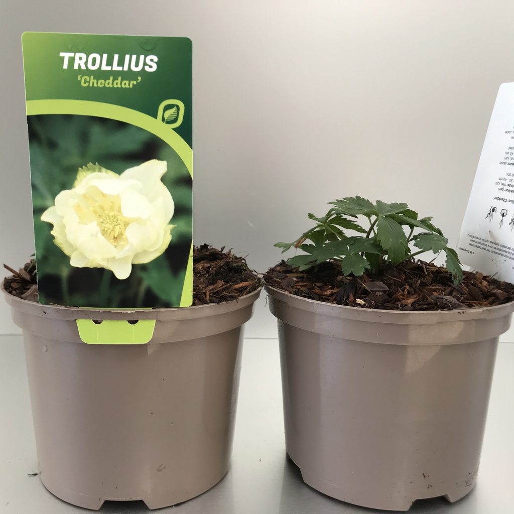 [TROCHEDD-C2] Trollius 'Cheddar'