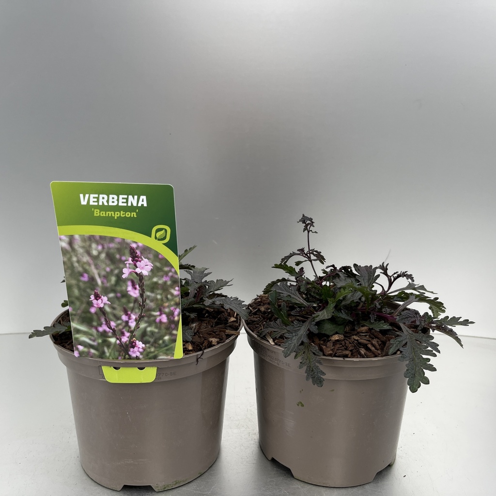 [VERBAMPT-C2] Verbena off. 'Bampton'