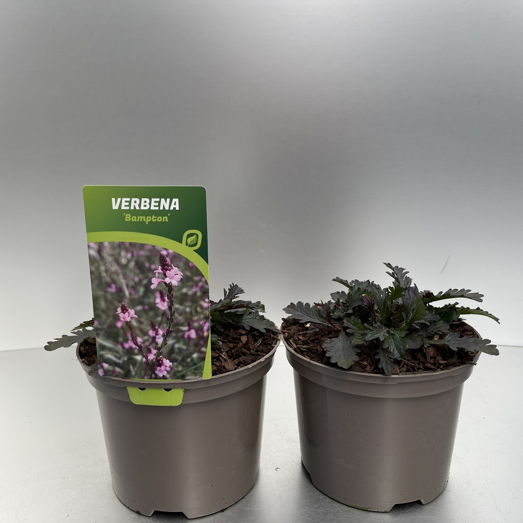 [VERBAMPT-C2] Verbena off. 'Bampton'