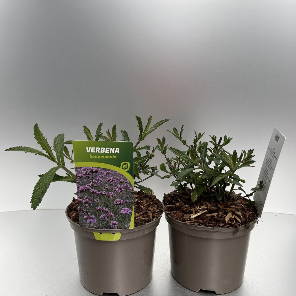 [VERBONAR-C2] Verbena bonariensis
