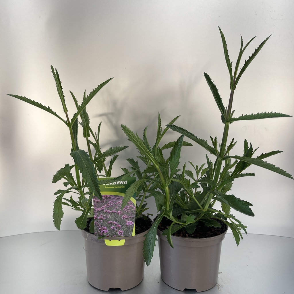 [VERBONAR-C2] Verbena bonariensis