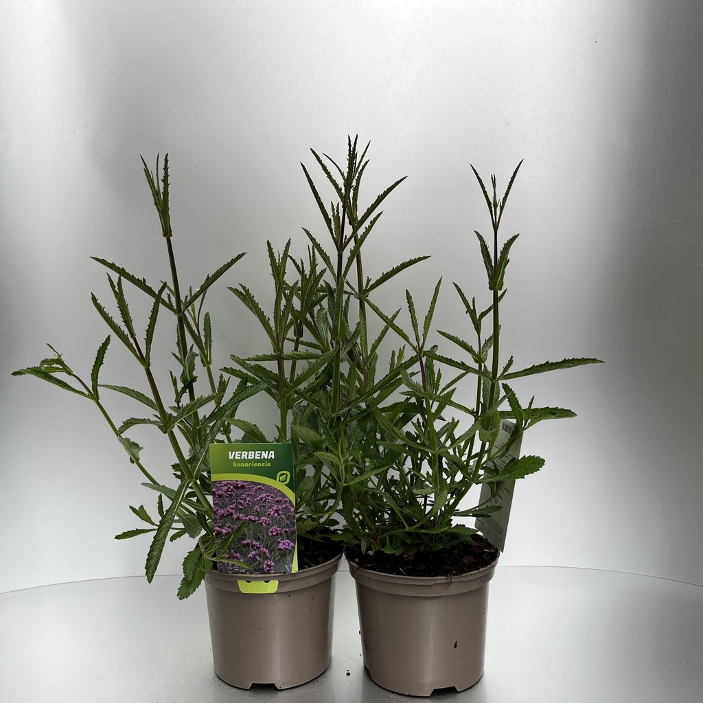 [VERBONAR-C2] Verbena bonariensis