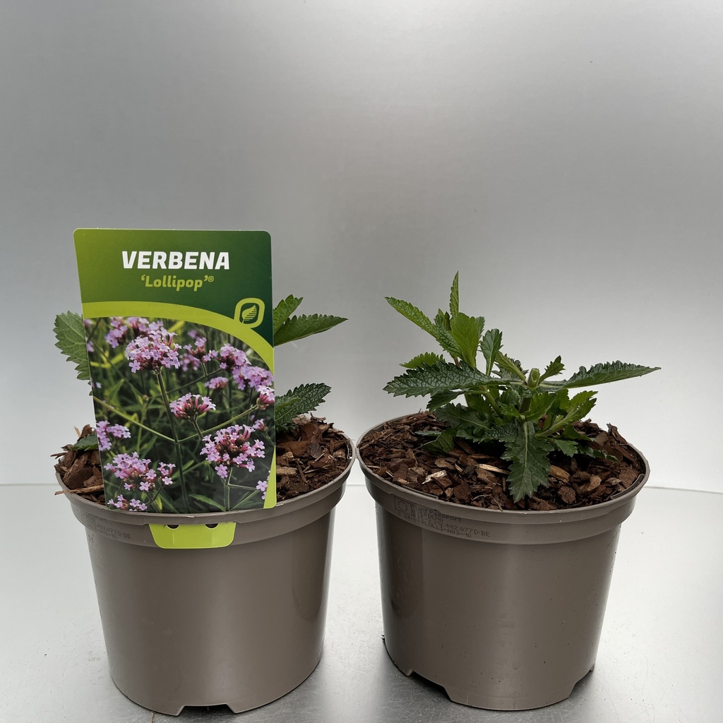 [VERLOLLI-C2] Verbena 'Lollipop'®