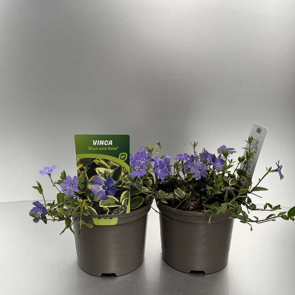 [VINBGOLD-C2] Vinca minor 'Blue and Gold'