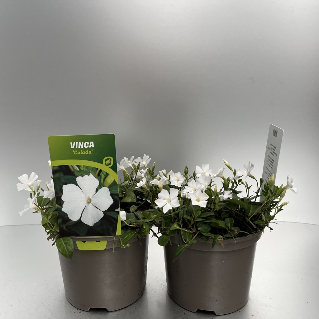 [VINCOLAD-C2] Vinca minor 'Colada'