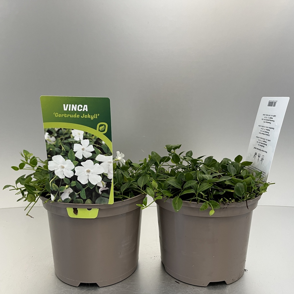 [VINGJEKY-C2] Vinca minor 'Gertrude Jekyll'