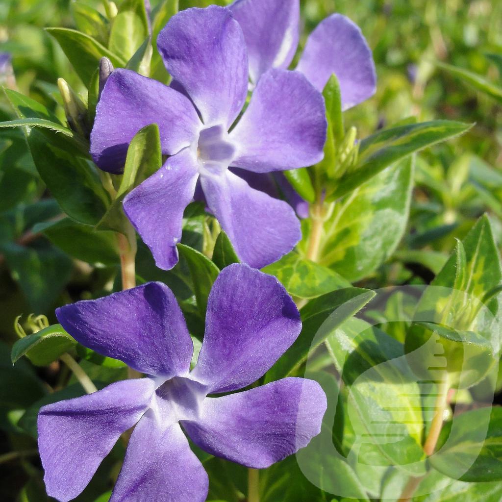 [VINMACUL-C2] Vinca major 'Maculata'