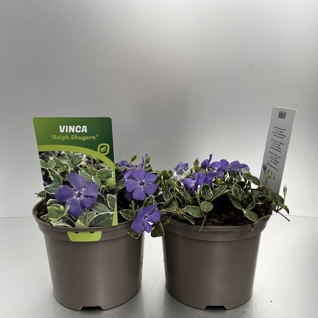 [VINRSHUE-C2] Vinca minor 'Ralph Shugert'