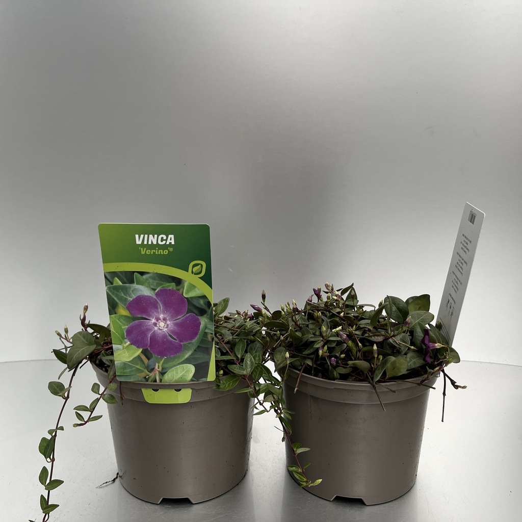 [VINVERIN-C2] Vinca minor 'Verino'®