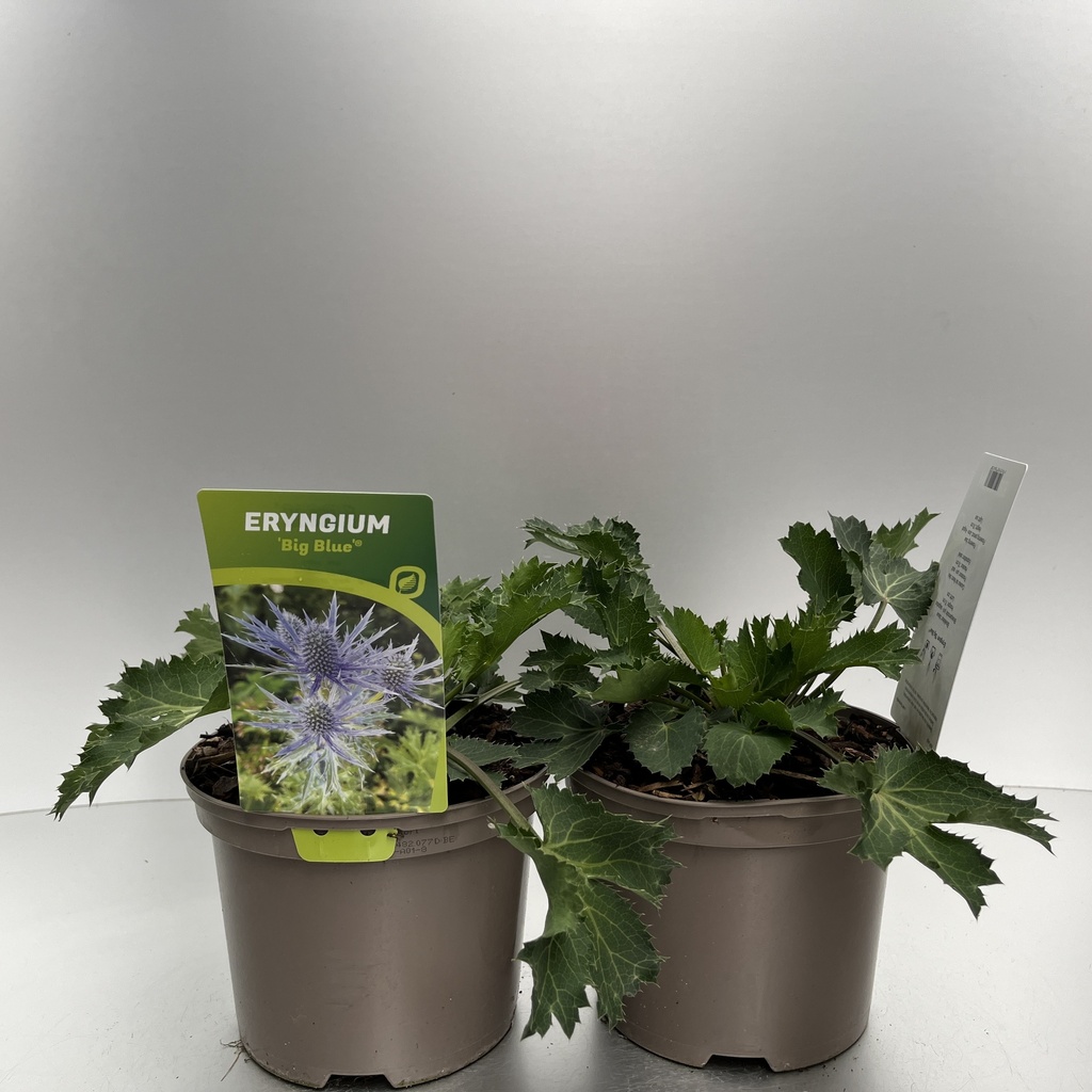[ERYBBLUE-C2] Eryngium 'Big Blue'®