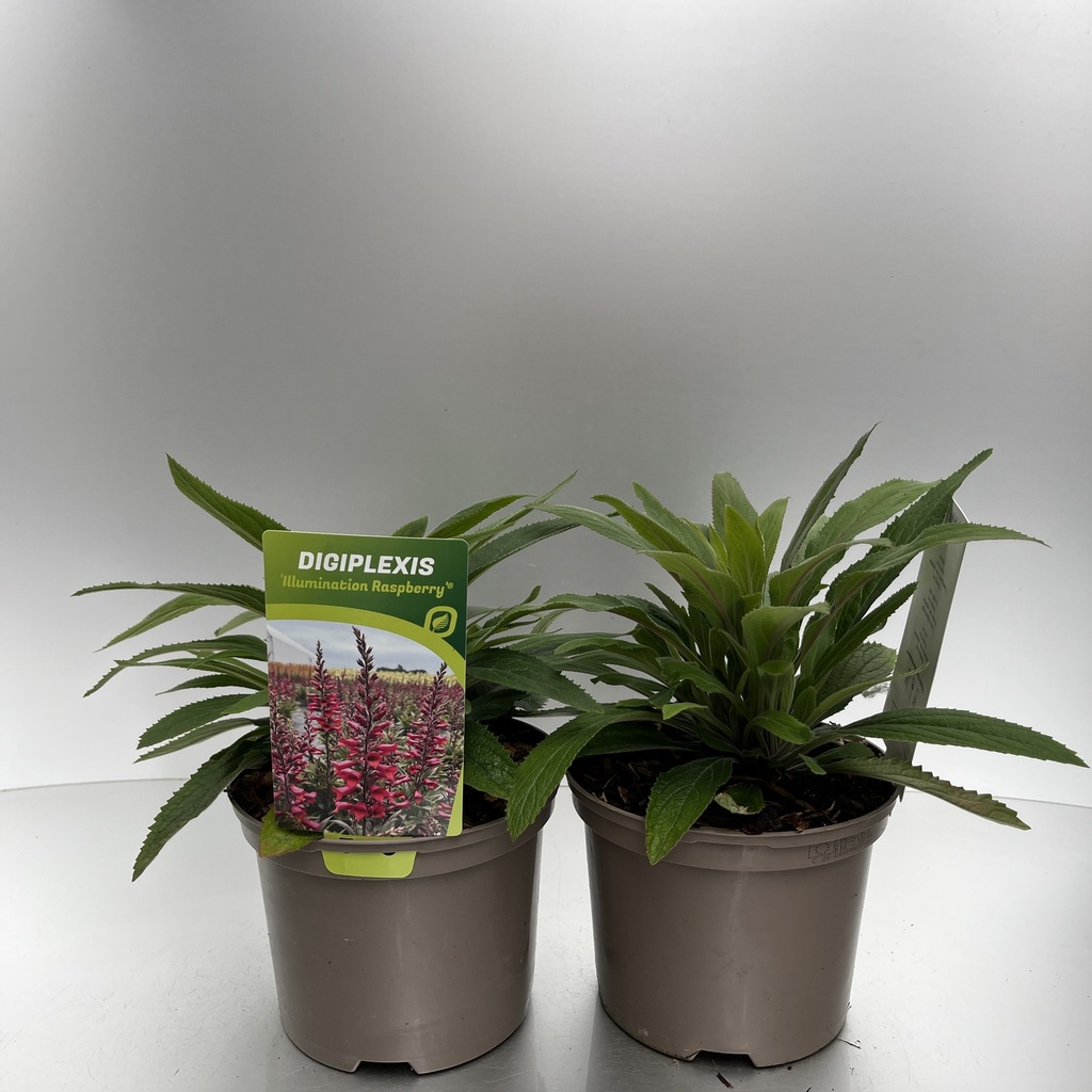 [DIGIRASP-C2] Digiplexis 'Illumination Raspberry'®