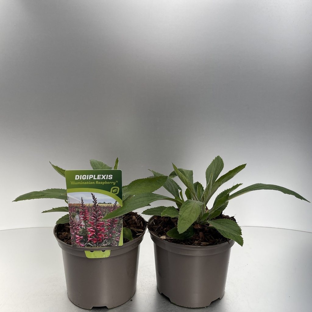 [DIGIRASP-C2] Digiplexis 'Illumination Raspberry'®